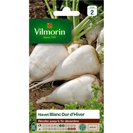Vilmorin 3703242 Pack de Graines Navet Dur d'Hiver Blanc