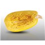10 Graines à semer - Le Grenier d'Abondance - COURGE SPAGHETTI Vegetal - Cucurbita pepo