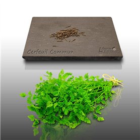 100 graines d'Aromatiques à semer - Le Grenier d'Abondance - CERFEUIL - Anthriscus cerefolium