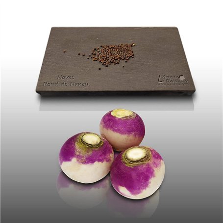 150 graines à semer - Le Grenier d'Abondance - NAVET Rond de Nancy - Rapum