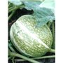 Courge de Siam (Cucurbita ficifolia) env. 5 semences