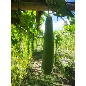 25 Semences de Luffa
