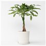 Plant in a Box - Pachira Aquatica - plante d'intérieur - Arbres à monnaie - Pot 17cm - Hauteur 60-70cm