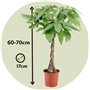 Plant in a Box - Pachira Aquatica - plante d'intérieur - Arbres à monnaie - Pot 17cm - Hauteur 60-70cm