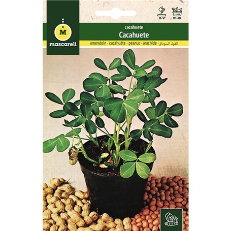 Mascarell - Graines d'arachide à planter