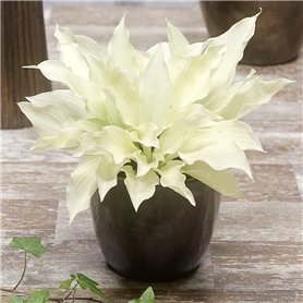 Hosta White Feather