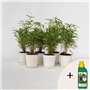 Plant in a Box - Fargesia Rufa - Pokon - Set de 6 - Bambou des neiges - Arbuste exterieur - Persistant - Vert - Pot 13cm - Haute