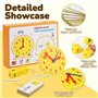 Gxhong Horloge Apprentissage Enfant Set, ModèLe Simulation éCole Primaire Horloge éDucative, Pour GarçOn Fille MatéRiel Scolaire