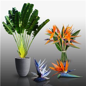 Lot de 30 graines à semer - Le Grenier d'Abondance - STRELITZIA & Co - 3 sachets individuels