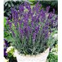 Lavande, Graines prêt à Pousser Minigarden, 100% Naturelles sans Propagateurs Chimiques ni Génie Génétique, inclut entre 240 et
