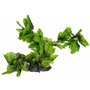 Amtra Wave Hygrophila Plante Réplique pour Aquariophilie 30 cm