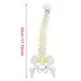 Modèle de Colonne Vertébrale avec Support