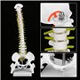 Modèle de Colonne VertéBrale Humaine Flexible Amovible