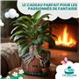 TIN DREAMS FACTORY | Pot de Fleurs Maison Hobbit en Béton Peint à la Main – Cache-Pot Original pour Plantes, Bonsaïs et Fleurs –