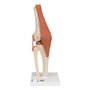 3B Scientific A82/1 Modèle Fonctionnel de Luxe de l'Articulation du Genou + Application anatomie gratuite - 3B Smart Anatomy