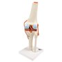 3B Scientific A82/1 Modèle Fonctionnel de Luxe de l'Articulation du Genou + Application anatomie gratuite - 3B Smart Anatomy