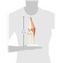 3B Scientific A82/1 Modèle Fonctionnel de Luxe de l'Articulation du Genou + Application anatomie gratuite - 3B Smart Anatomy