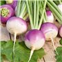Germisem graines Navet potager NANCY