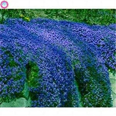 30 Pcs Thym Rampant Ou Multi-Couleur Rock Cress Vivace Fleur Couvre-sol Fleur Jardin Dcoration Graines: 3