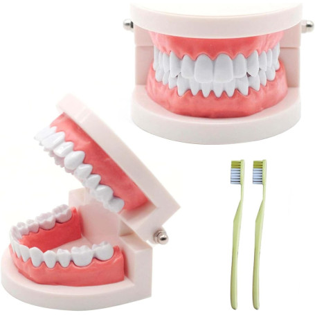 NIYATA 2Pcs Modele Demonstration Dentaire