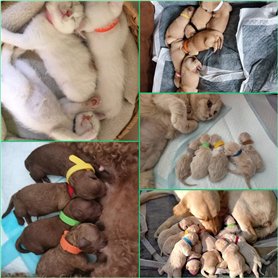 Qixora Adaptateur de Sac Sous Vide, Accessoires pour Dyson Aspirateurs Tête D'aspiration pour Sacs D'aspirateur Maximale de 26 m