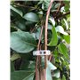 Vigne Clipsplant Clips support tomates