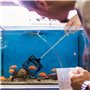 Filet pour la pêche en Aquarium Petit Épuisette pour la Pêche avec 15-45cm Longue Poignée Extensible, Épuisette pour Poissons Té