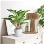 36cm Dieffenbachia Picta Mini Plantes en Pot d'intérieur Lance Verte Artificielle