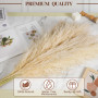 Lot de 10 Pampa XXL – Grandes Pampas séchées Decoration en Fleurs séchées pour Style bohème, idéal pour Salon, Chambre, Salle à