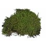 Lucky Reptile Vivarium Moss - 150 g de Mousse pour Terrarium - Mousse fraîche de Culture contrôlée - Augmente l'humidité de l'ai