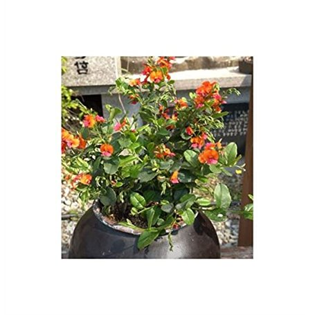 adidas Court Team 2.0 Handball Shoes EU 41 1/3