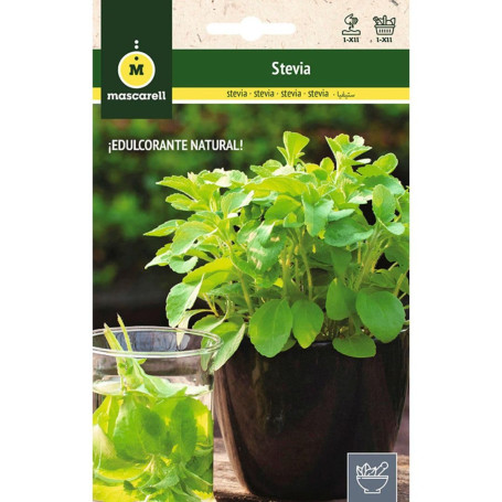 Mascarell STEVIA Graines d'herbes aromatiques à planter