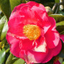 Plant in a Box - Camellia japonica 'Lady Campbell' - Rouge - Set de 2 - Plante vivace - Rose japonaise - Plante de jardin - Pot