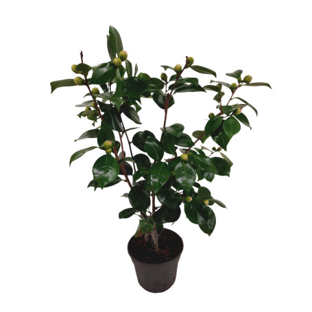 Plant in a Box - Camellia japonica 'Bonomiana' - Rose japonaise - Plante de camélia résistante au froid - Pot 15cm - Hauteur 50-
