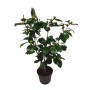 Plant in a Box - Camellia japonica 'Bonomiana' - Rose japonaise - Plante de camélia résistante au froid - Pot 15cm - Hauteur 50-