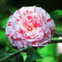 Plant in a Box - Camellia japonica 'Bonomiana' - Rose japonaise - Plante de camélia résistante au froid - Pot 15cm - Hauteur 50-