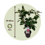 Plant in a Box - Camellia japonica 'Bonomiana' - Rose japonaise - Plante de camélia résistante au froid - Pot 15cm - Hauteur 50-