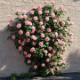Plant in a Box - Camellia japonica 'Bonomiana' - Rose japonaise - Plante de camélia résistante au froid - Pot 15cm - Hauteur 50-