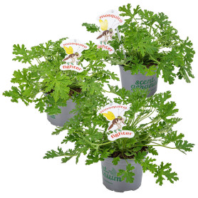 Bloomique - Lot de 3 - Pelargonium Graveolens - Géranium citronné - Anti-moustique - Parfumé - Plantes de jardin - Hauteur 15-30