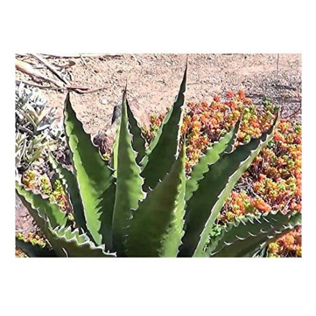 Pcs - 10x Agave Gentryi Résistente au Froid Rapidement de Plus en Plus Plantes - Graines B1881 - Seeds & Plants Shop by Ipsa