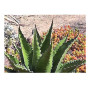 Pcs - 10x Agave Gentryi Résistente au Froid Rapidement de Plus en Plus Plantes - Graines B1881 - Seeds & Plants Shop by Ipsa