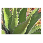 Pcs - 10x Agave Gentryi Résistente au Froid Rapidement de Plus en Plus Plantes - Graines B1881 - Seeds & Plants Shop by Ipsa