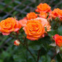 3x Pot Rose Orange – Rosa - Patio & Plante d'intérieur – ⌀12cm – 20-30cm