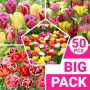 Mélange de Bulbes de Tulipes de Printemps - 50 Bulbes - Tulipes Exclusives des Pays-Bas - 15 Variétés - Rustiques et Vivaces - T