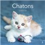 Calendrier 2026 - Chatons