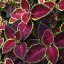 Oce180anYLVUK Graines De Coleus, 200 Pcs/Sac Graines De Coleus Vivaces Productives Solenostemon Scutellarioides Graines De Coule