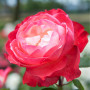 Plante des Rose Rouge et blanc (1 plante parfumée), grandes vivaces rustiques, plantes de Hollande pour le jardin et le pot (pas