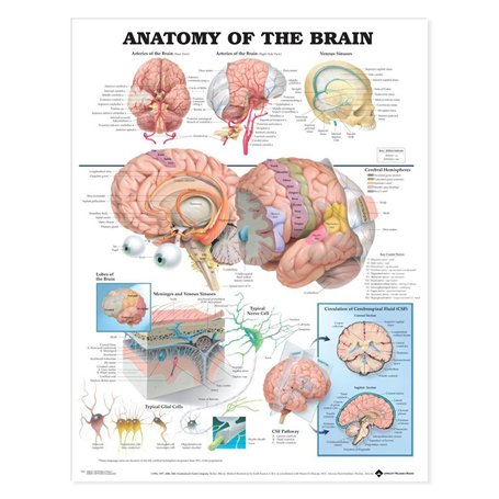 Anatomy of the Brain Anatomical Chart