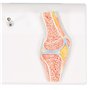 3B Scientific® Mini Articulation du Genou avec Coupe Transversale – Modèle Anatomique Humain Demi-Taille + Smart Anatomy App (Ga