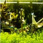 Nobby Décoration pour Aquarium en Forme de Galion pour Aquariophilie 330 x 130 x 230 mm